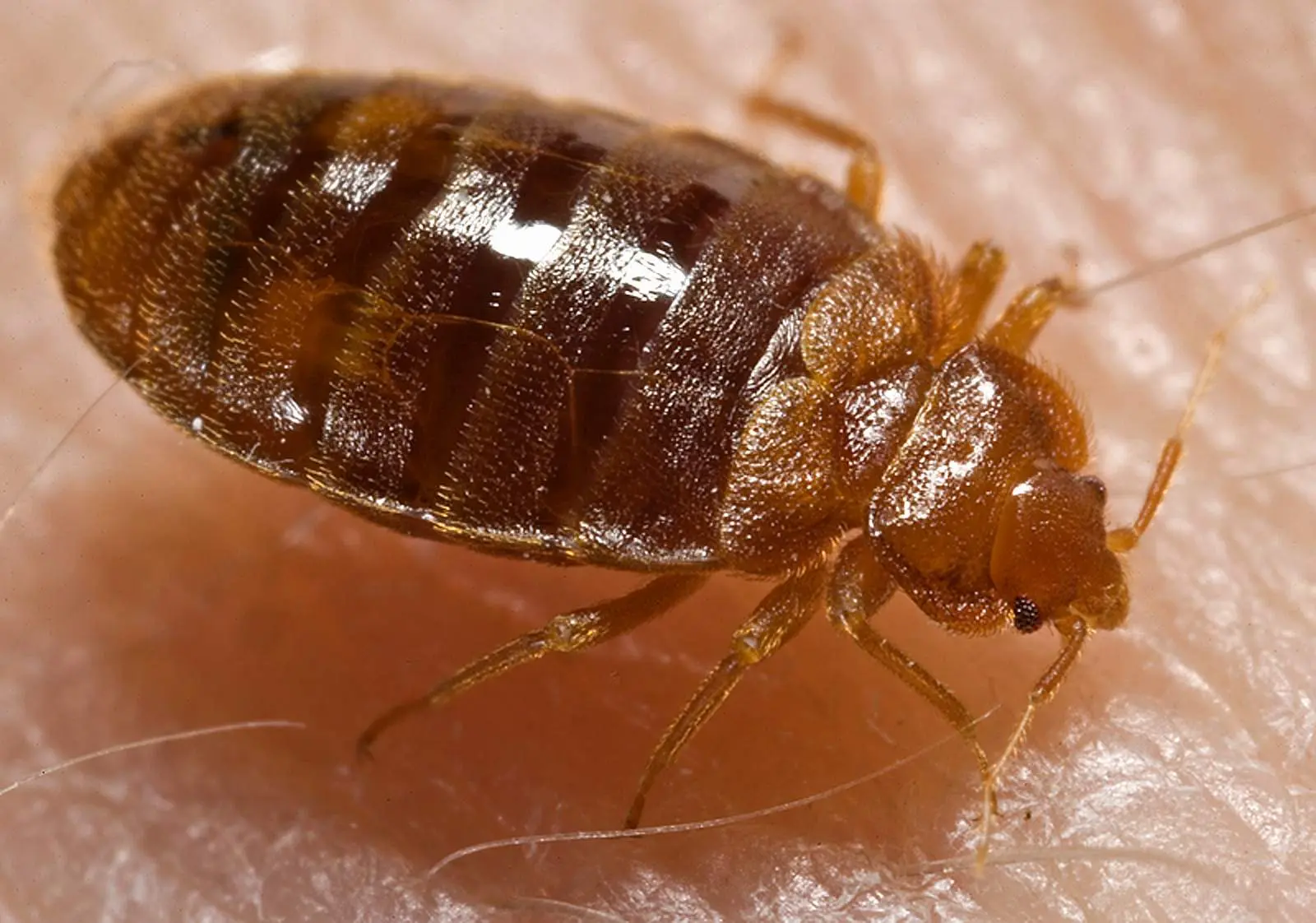 Close-up view of a bed bug