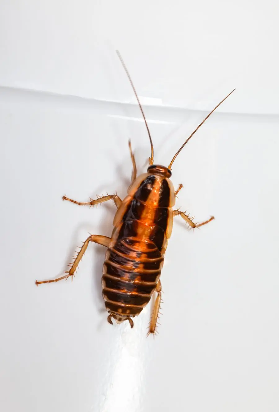 Close-up photograph of a cockroach