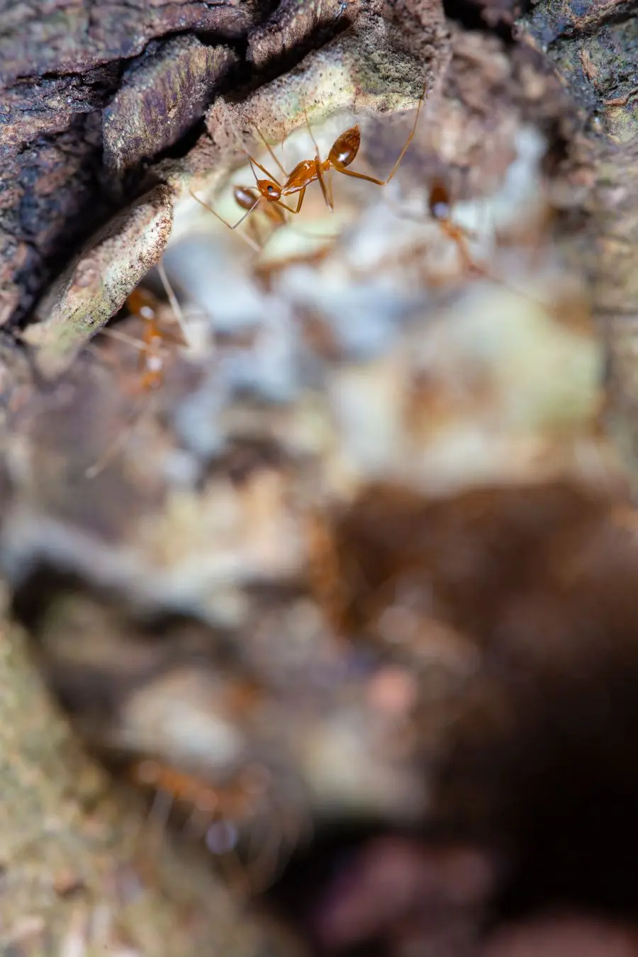 Ants moving across a wooden surface