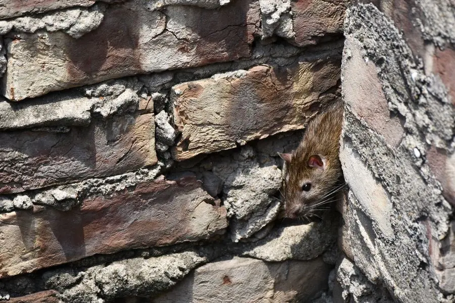 Rat visible between brickwork