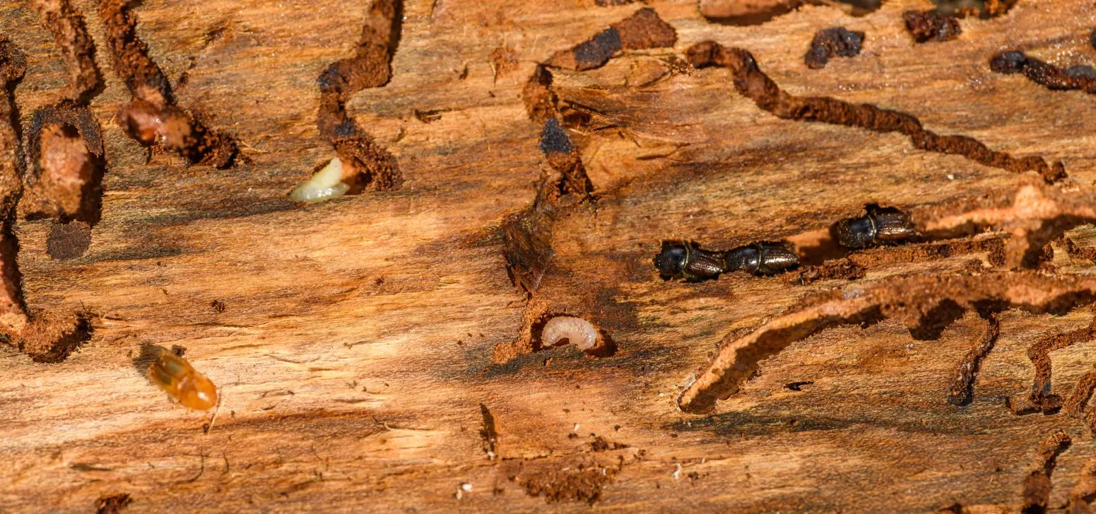 Termites and wood-boring activity visible in timber