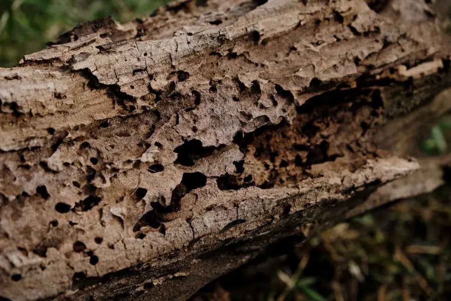 Close view of holes and damage in wood